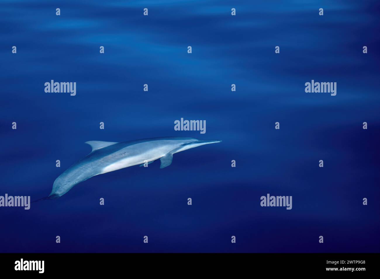 Stenella delfini tursiopi della laguna di Mayotte Foto Stock