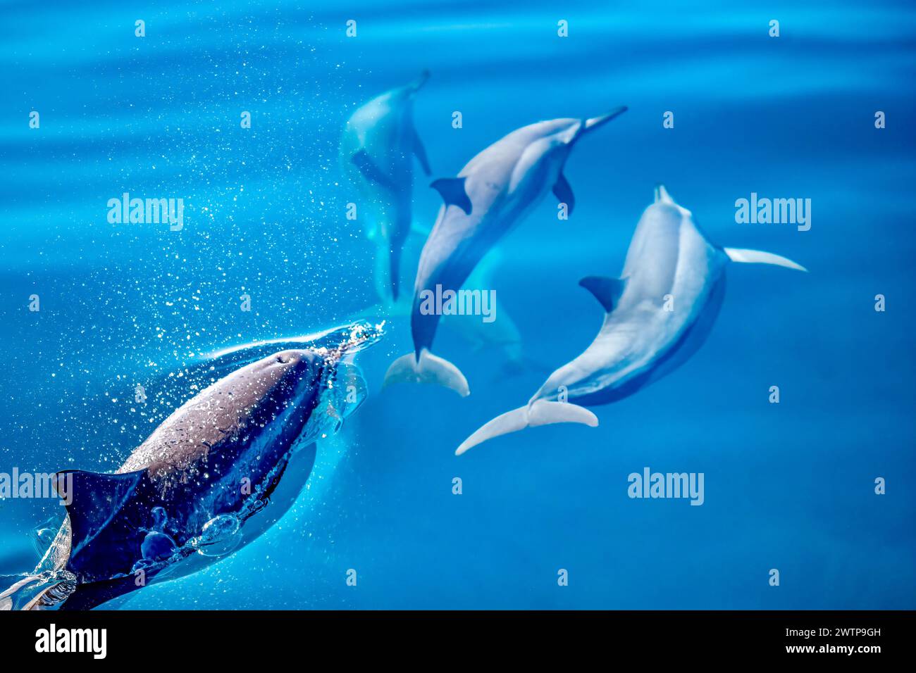 Stenella delfini tursiopi della laguna di Mayotte Foto Stock