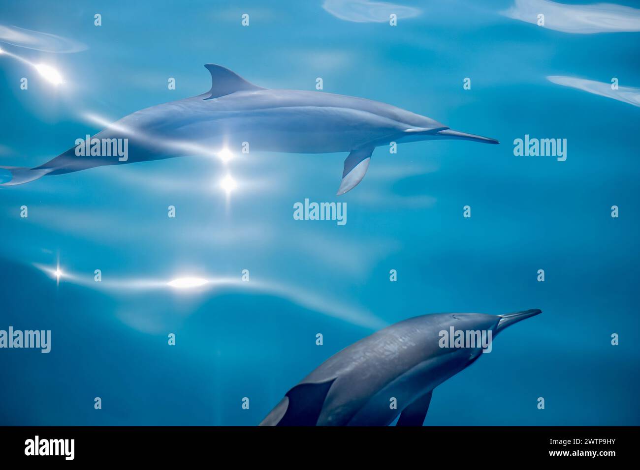 Stenella delfini tursiopi della laguna di Mayotte Foto Stock