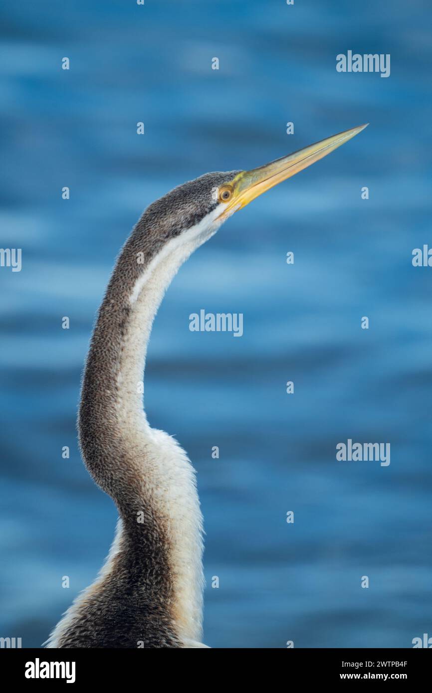 Uccello Darter, primo piano sul viso, becco appuntito e collo simile a un serpente Foto Stock
