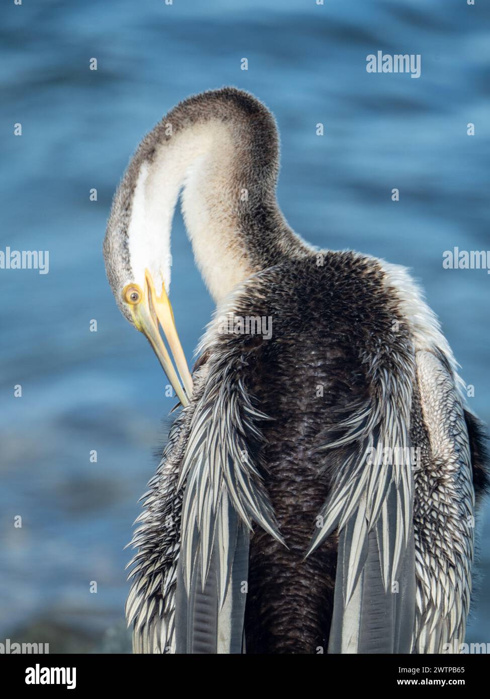 Uccello Darter che prepara il primo piano delle sue piume mentre si asciuga al sole mattutino vicino all'acqua Foto Stock