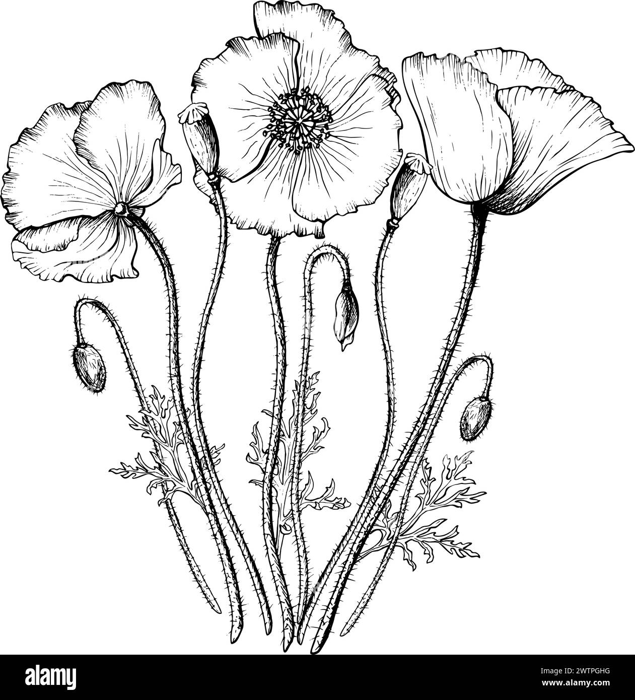 Composizione grafica di fiori e gemme di papavero in fiore. Illustrazione vettoriale botanica disegnata a mano in stile contorno. Illustrazione Vettoriale