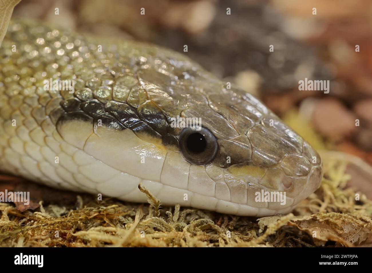 Serpente di bellezza di Taiwan (Orthriophis taeniurus frisei, Elaphe taeniura frisei), prigioniero, presenza in Asia Foto Stock