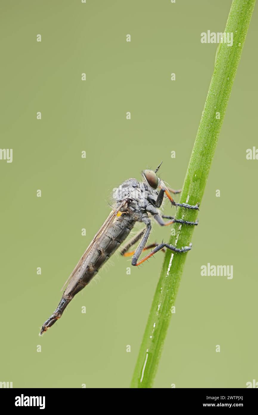 Robberfly di punteruolo comune (Neoitamus cyanurus), femmina, Renania settentrionale-Vestfalia, Germania Foto Stock