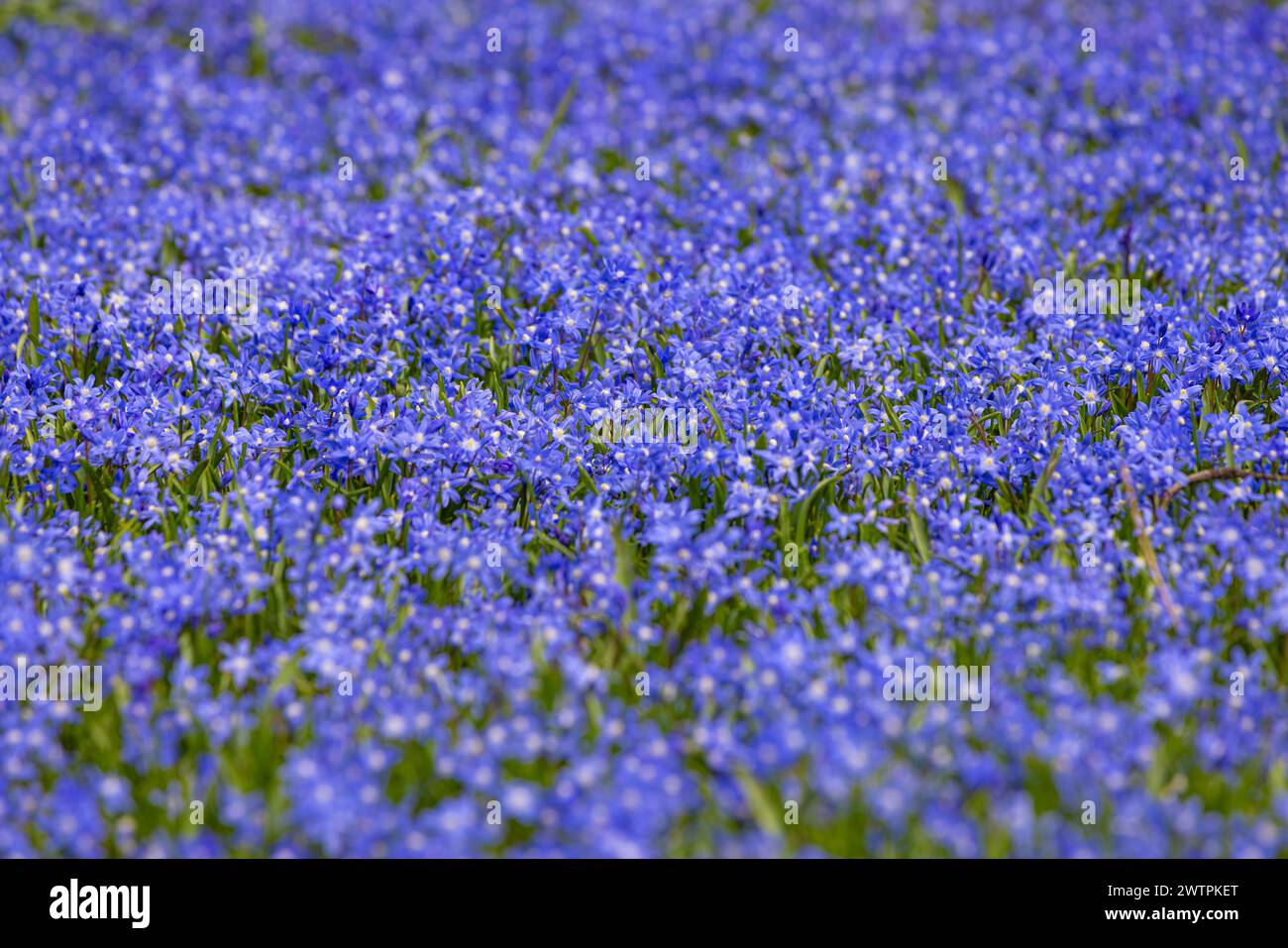 Innumerevoli giacinti blu (gloria della neve blu, orgoglio della neve) fioriscono in primavera in un prato a Francoforte sul meno ., Francoforte sul meno, Assia, Germania Foto Stock