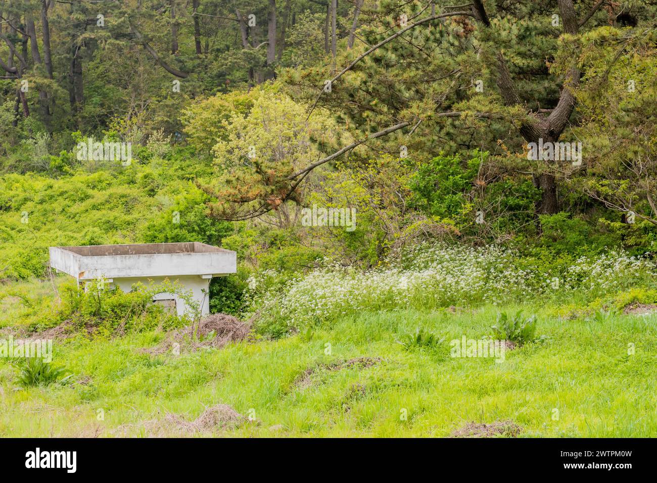 Una panchina abbandonata superata da una lussureggiante foresta sotterranea, a Sinjin-do, Corea del Sud Foto Stock