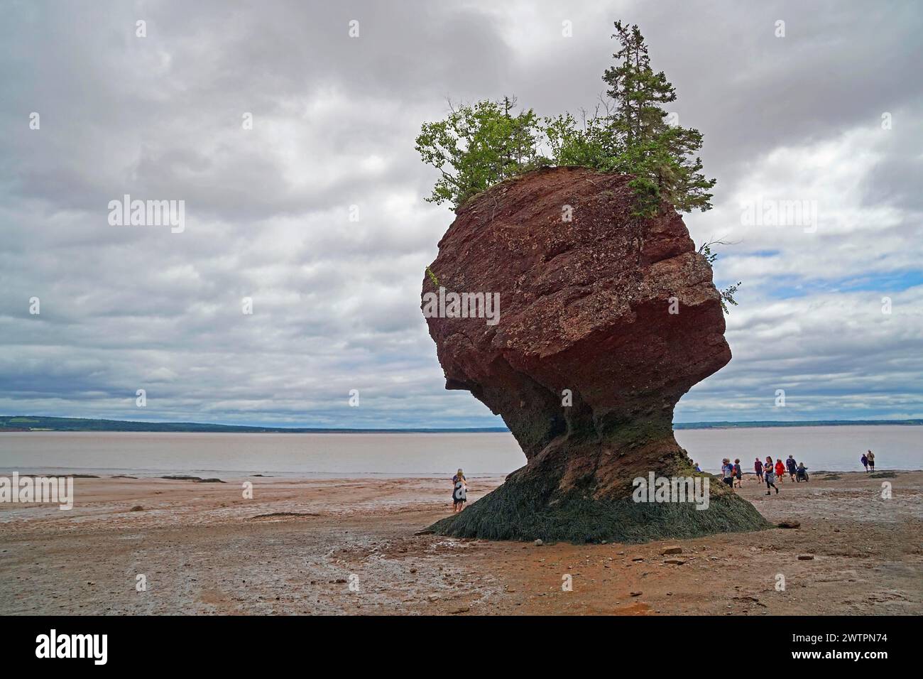 Paesaggio costiero con bassa marea, albero su masso di arenaria rossa, Flower Pot, Hopewell Rocks Provincial Park, Fundy Bay, New Brunswick, Canada, North Amer Foto Stock