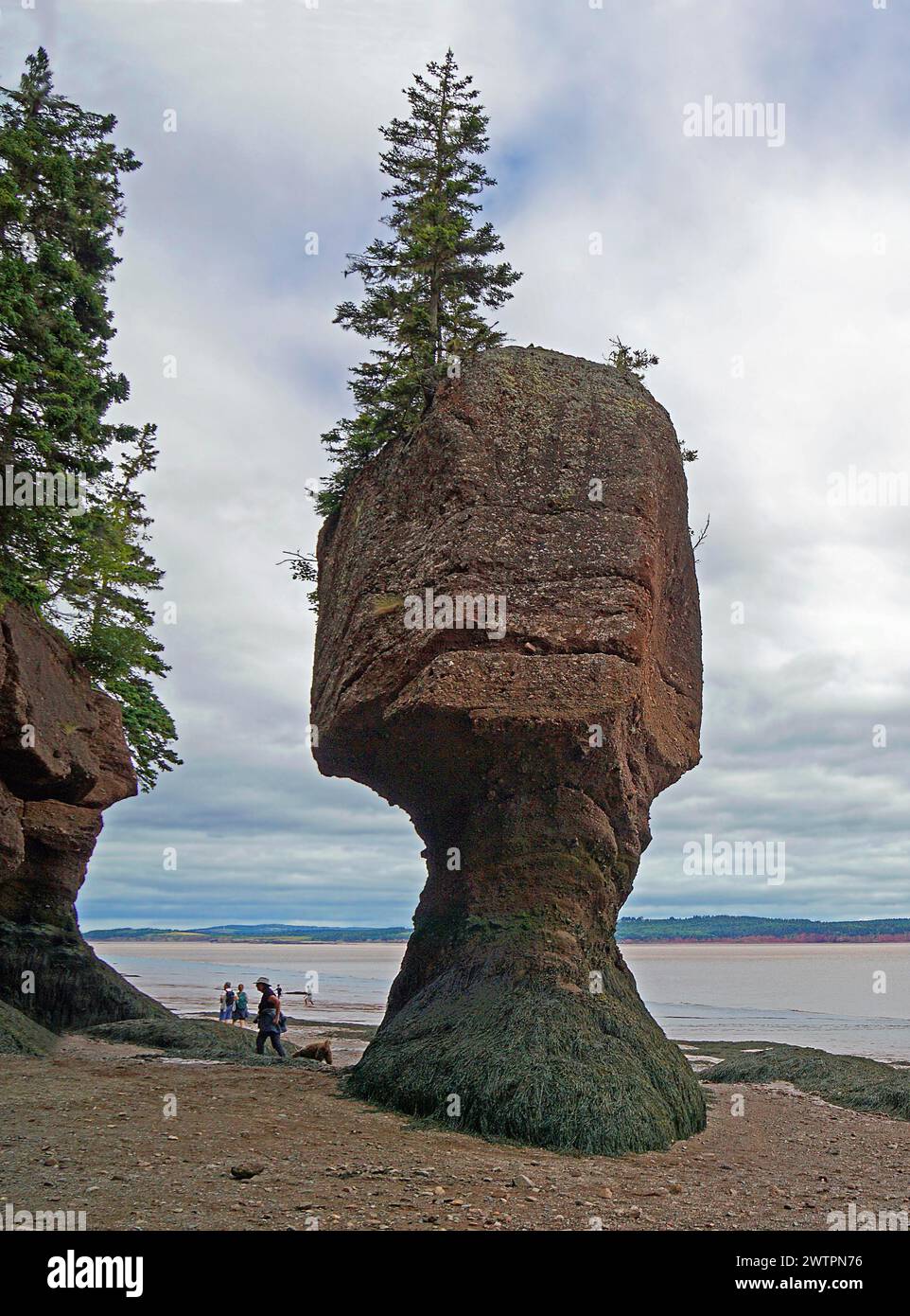 Paesaggio costiero con bassa marea, albero su masso di arenaria rossa, Flower Pot, Hopewell Rocks Provincial Park, Fundy Bay, New Brunswick, Canada, North Amer Foto Stock