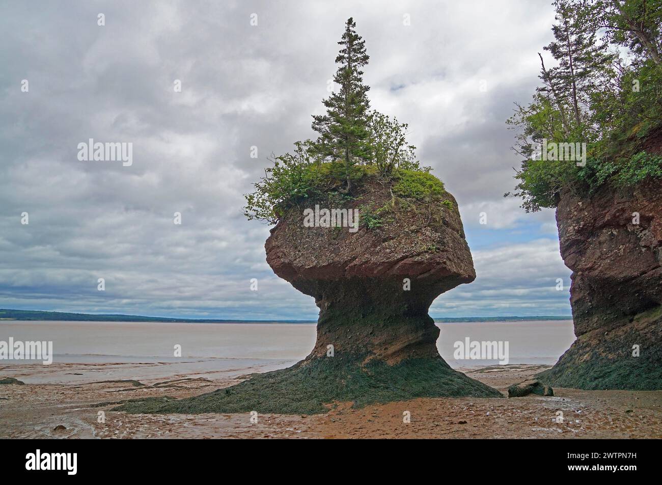Paesaggio costiero con bassa marea, albero su masso di arenaria rossa, Flower Pot, Hopewell Rocks Provincial Park, Fundy Bay, New Brunswick, Canada, North Amer Foto Stock