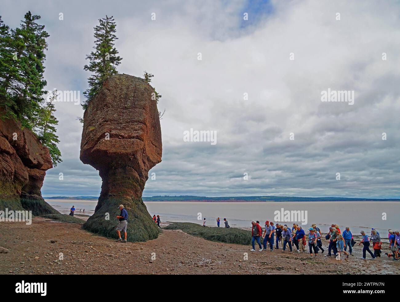 Gruppo turistico, paesaggio costiero con bassa marea, albero su masso di arenaria rossa, Flower Pot, Hopewell Rocks Provincial Park, Fundy Bay, New Brunswick, CAN Foto Stock
