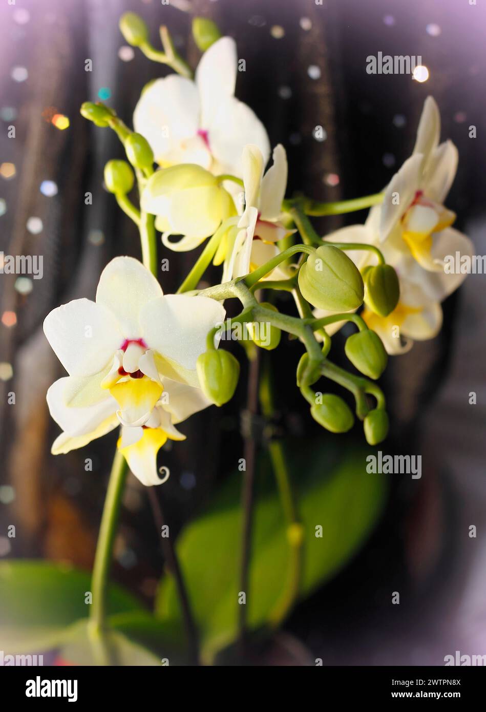 Orchidea farfalla (Phalaenopsis), fiori Foto Stock