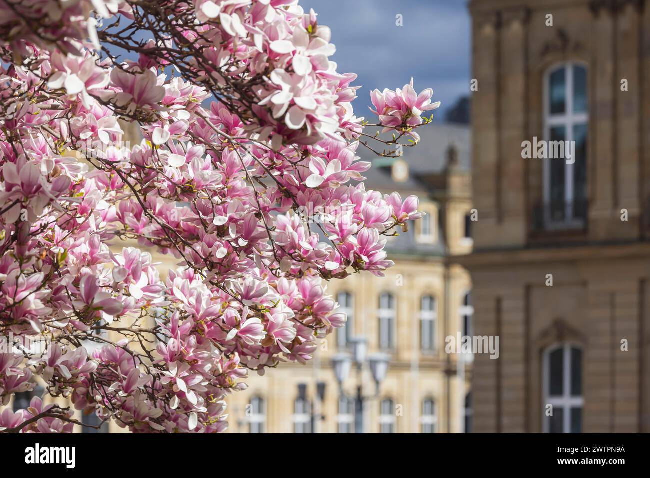Magnolia fiorita, Magnolia fiorente di fronte al Palazzo nuovo, Stoccarda, Baden-Wuerttemberg, Germania Foto Stock