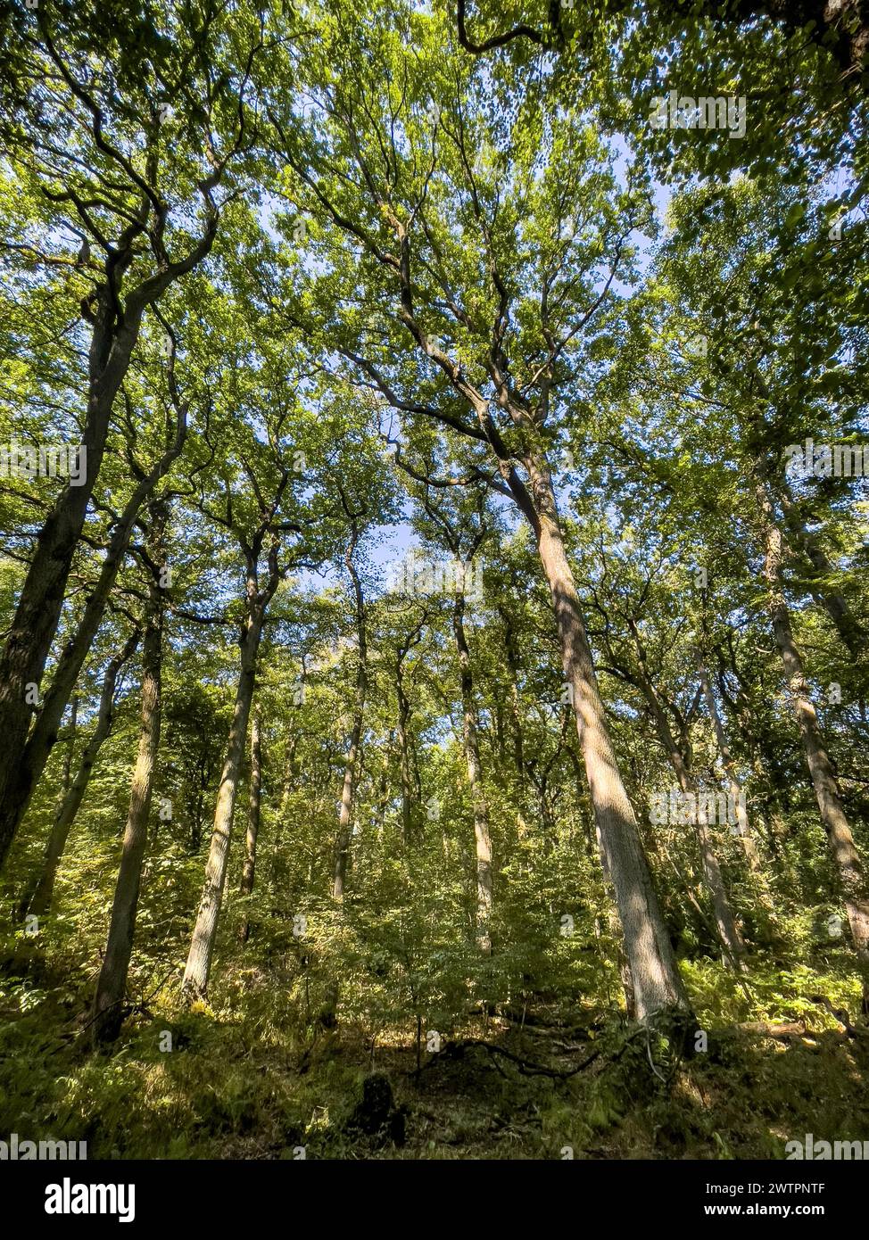 Vista dal basso sulle cime degli alberi decidui, alberi decidui nella foresta mista, Germania, Europa Foto Stock