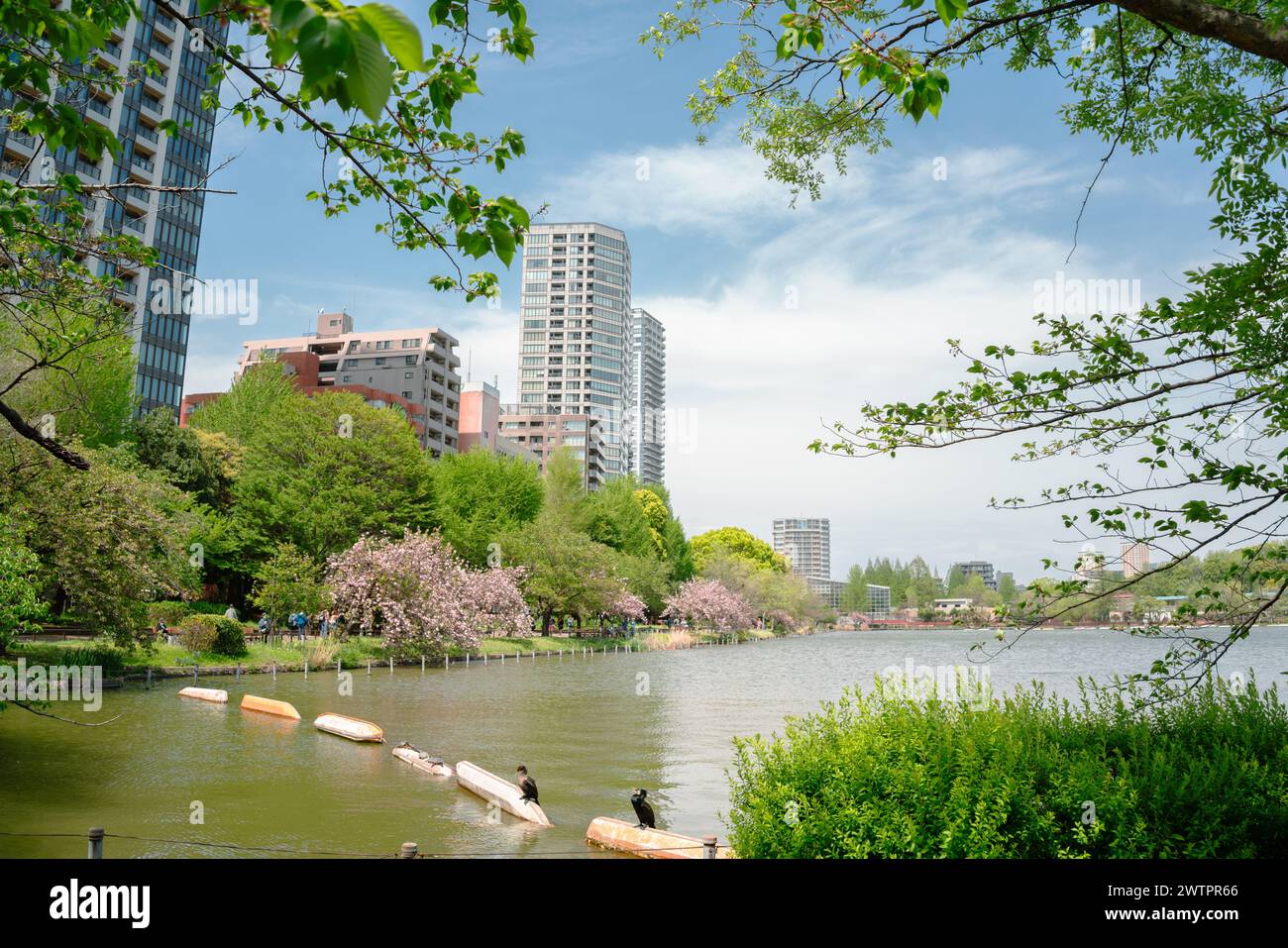 Parco Ueno stagno Shinobazu e grattacielo in primavera a Tokyo, Giappone Foto Stock
