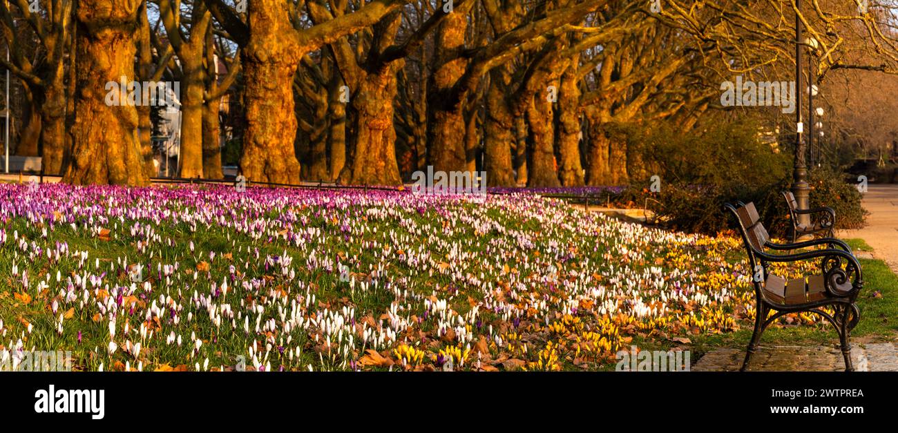 Un enorme tappeto di crochi colorati che fioriscono in una fila di platani nella splendida luce del mattino Foto Stock