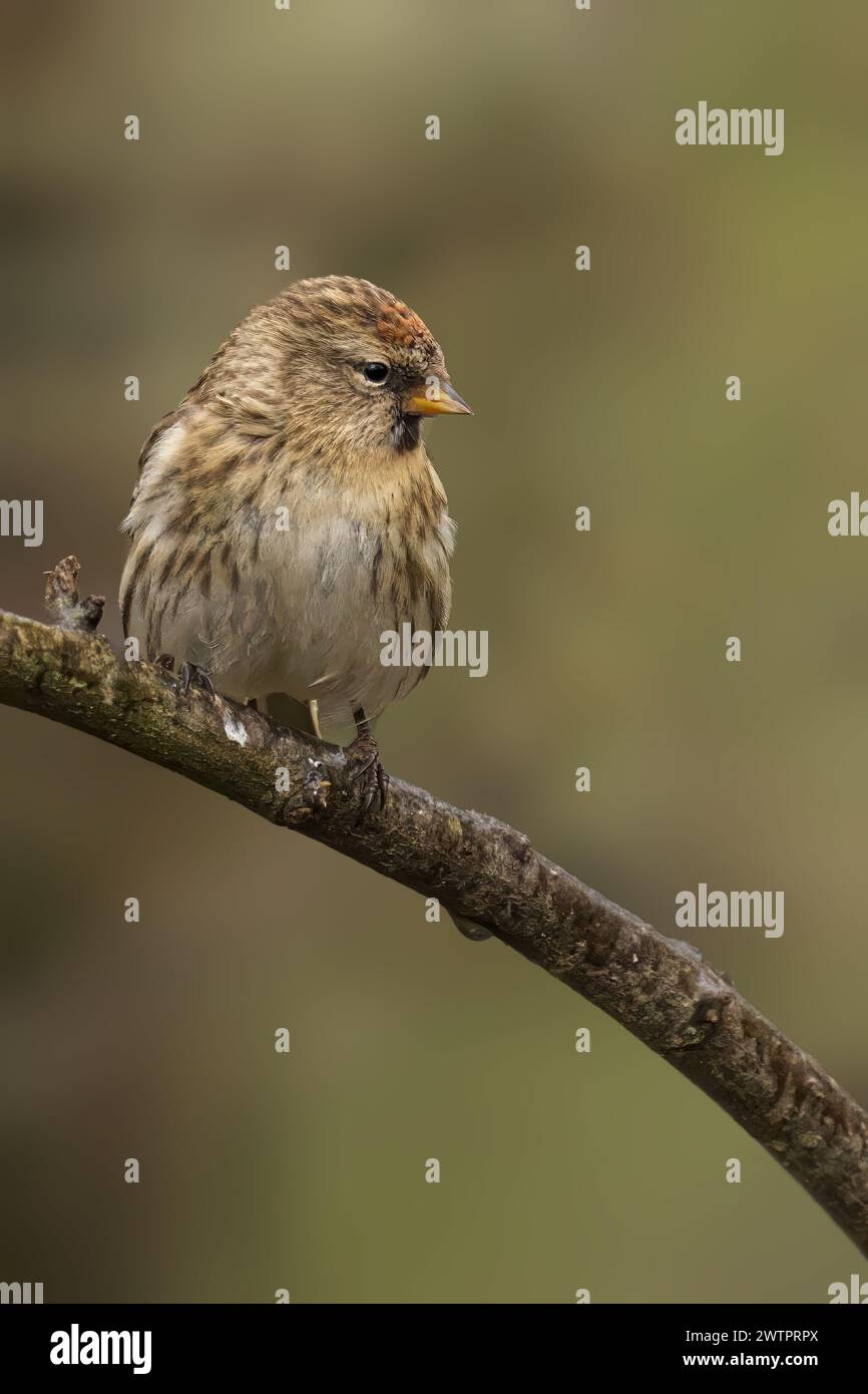 Un redpoll femminile comune appollaiato su un ramo su uno sfondo sfocato Foto Stock