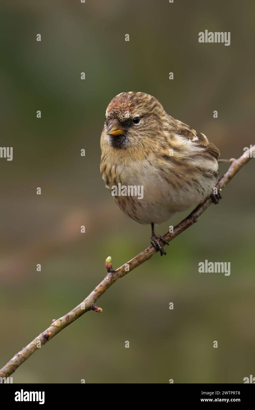 Un redpoll femminile comune appollaiato su un ramo su uno sfondo sfocato Foto Stock