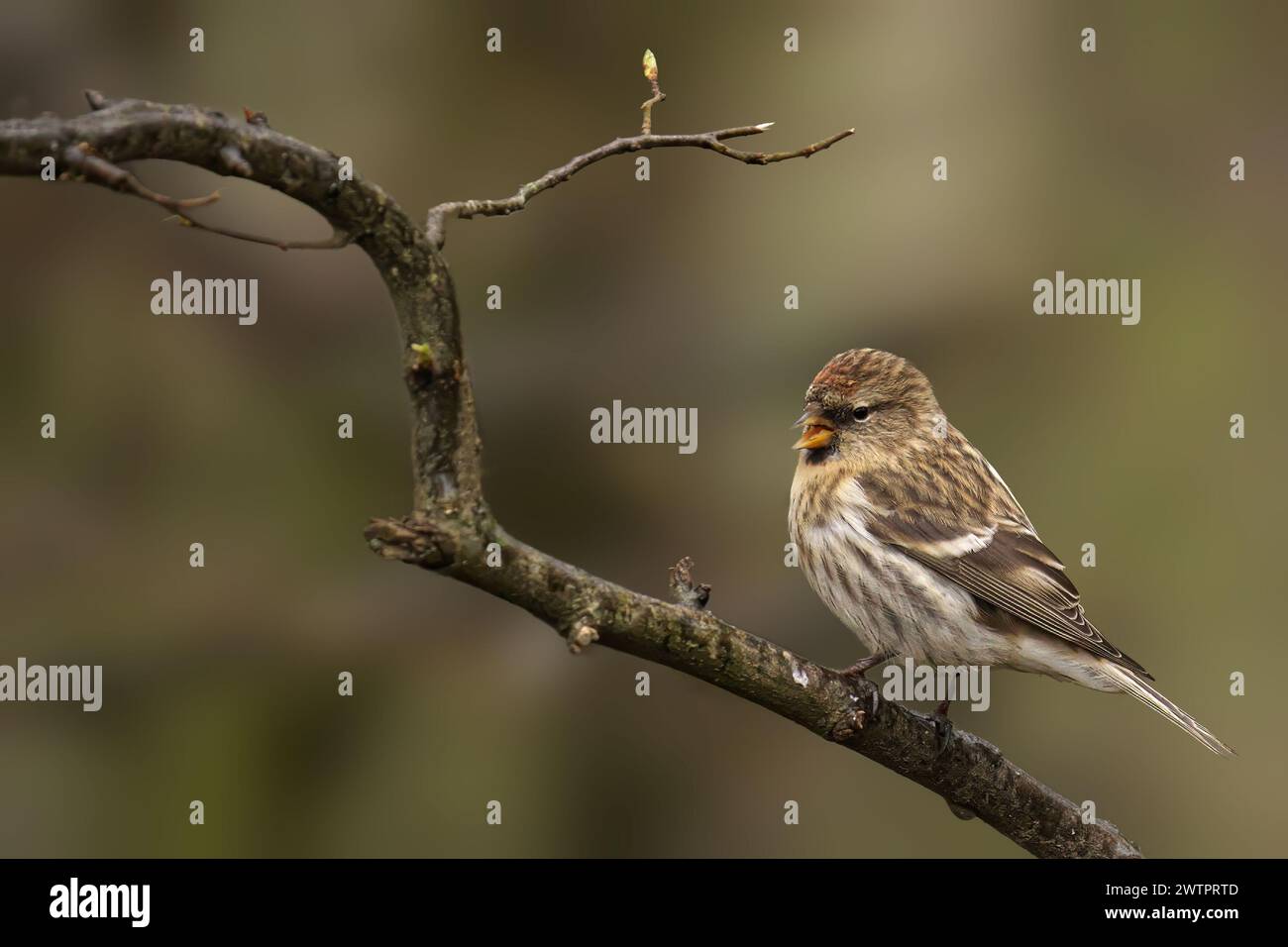 Un redpoll femminile comune appollaiato su un ramo su uno sfondo sfocato Foto Stock