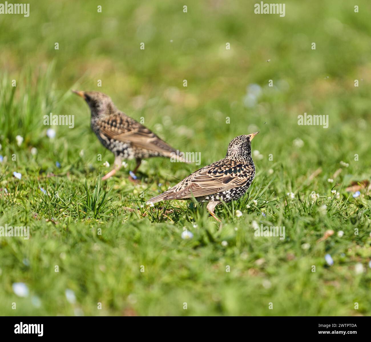 Uccello Starling (Sturnus vulgaris) che si forgia nell'erba, cercando di catturare piccole mosche primaverili e altri insetti Foto Stock
