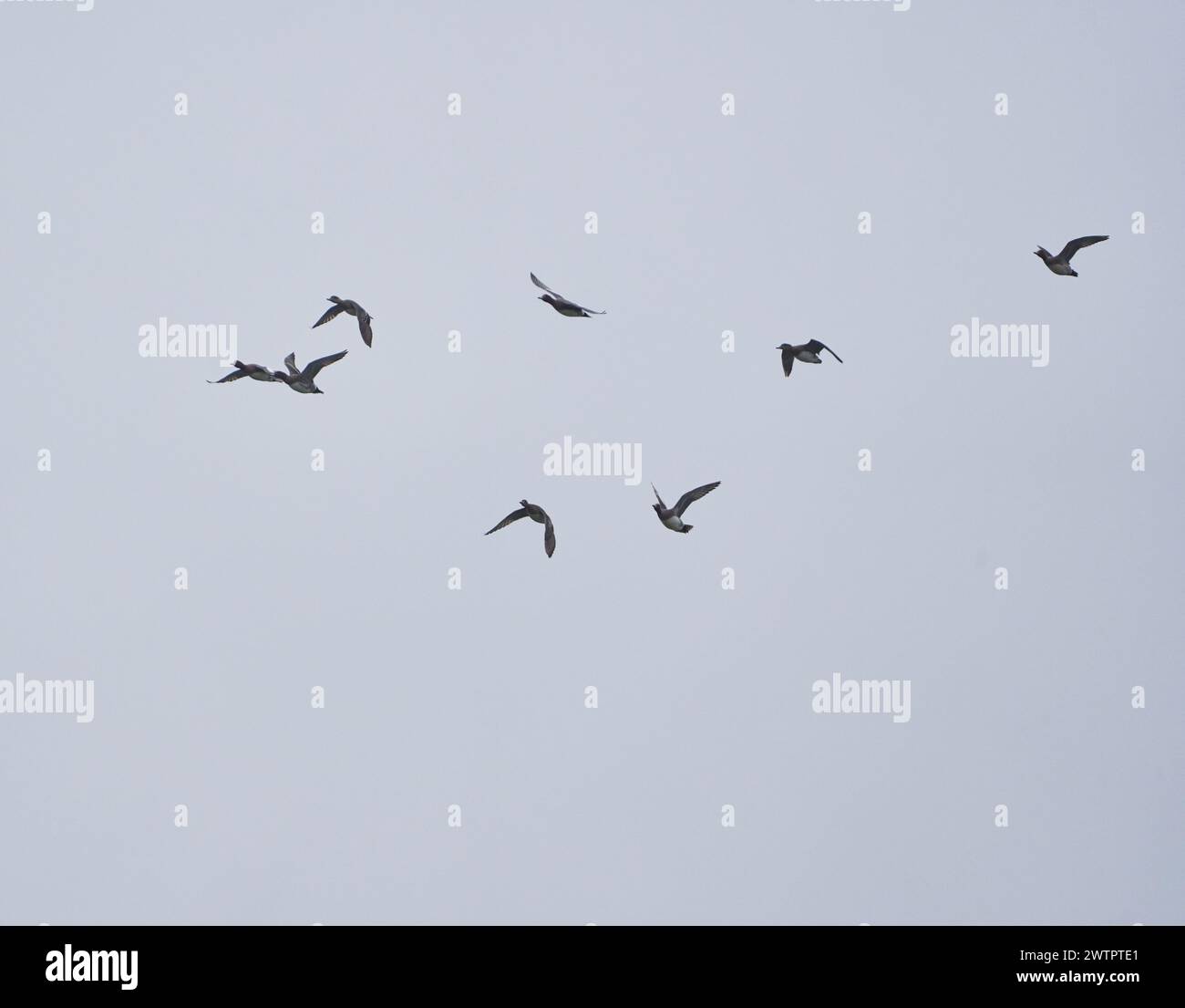 Anatre selvatiche in volo in alto nel cielo Foto Stock