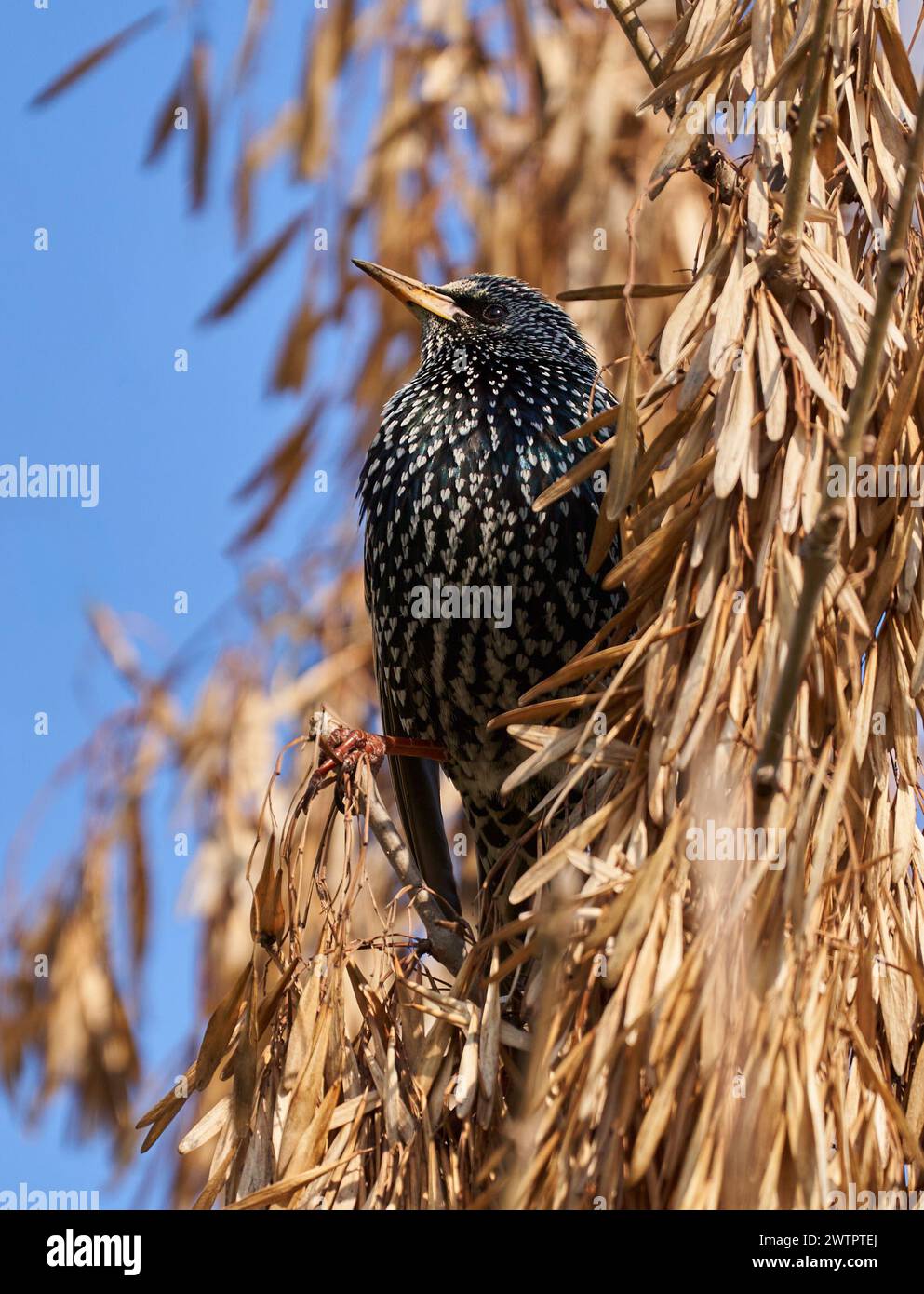 Uccello Starling (Sturnus vulgaris) arroccato - uno degli uccelli primaverili delle orecchie in Europa Foto Stock