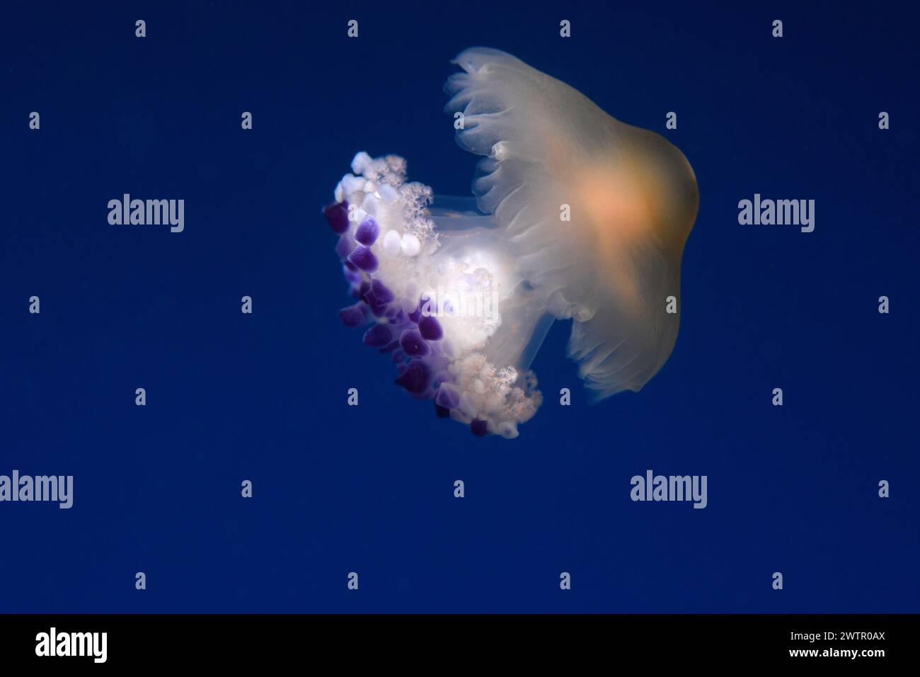 La gelatina d'uovo fritta (Cotylorhiza tuberculata) è una medusa originaria del Mar Mediterraneo. Foto Stock