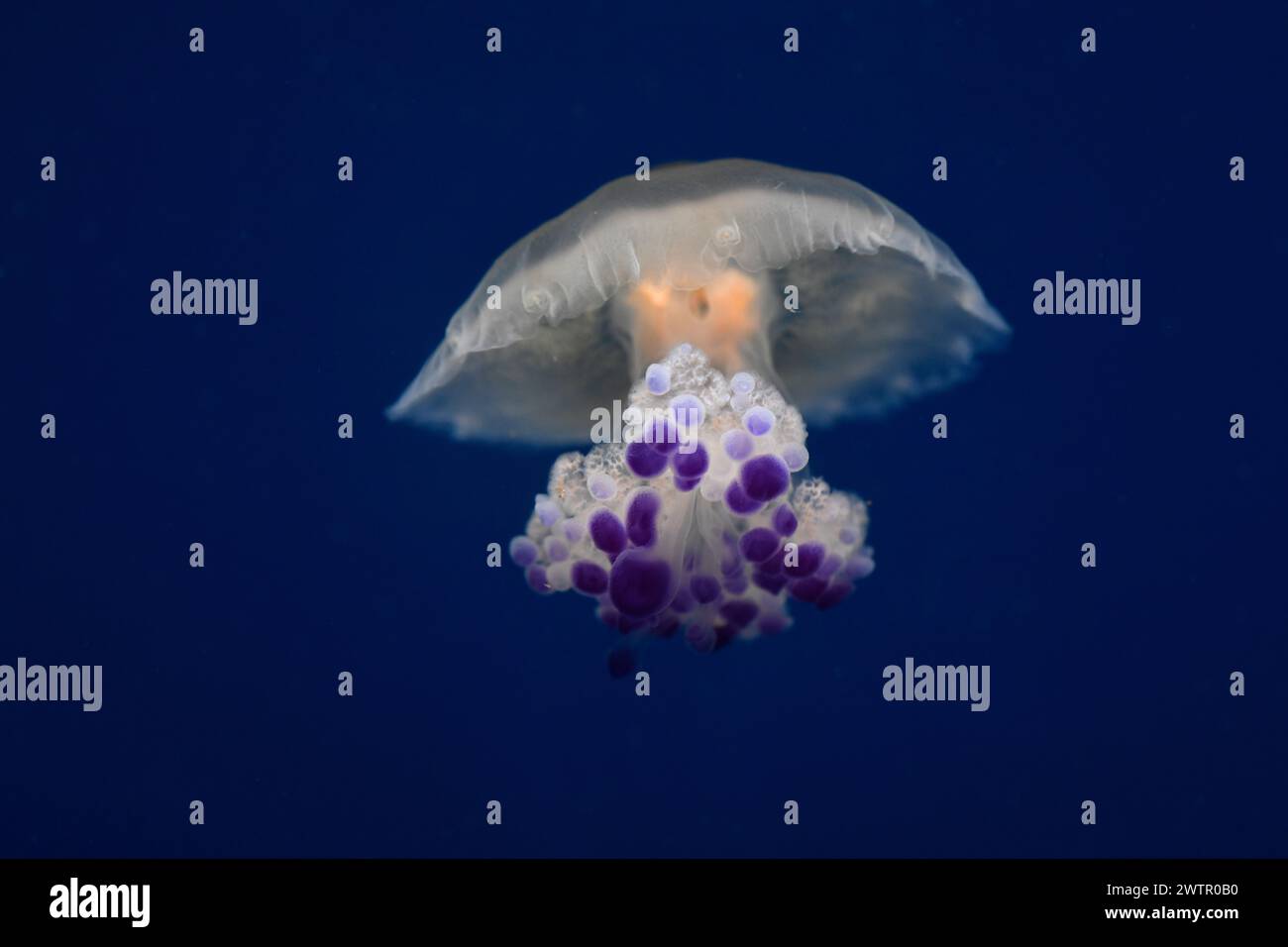 La gelatina d'uovo fritta (Cotylorhiza tuberculata) è una medusa originaria del Mar Mediterraneo. Foto Stock