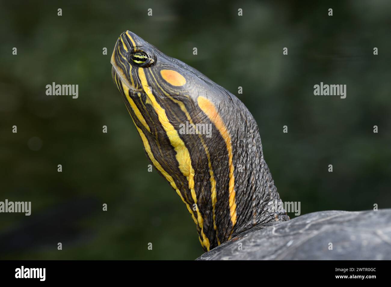 Il cursore dalle orecchie rosse (Trachemys scripta elegans) è una tartaruga originaria degli Stati Uniti midwest e del Messico settentrionale, ma utilizzata come animale domestico in molti paesi. H Foto Stock