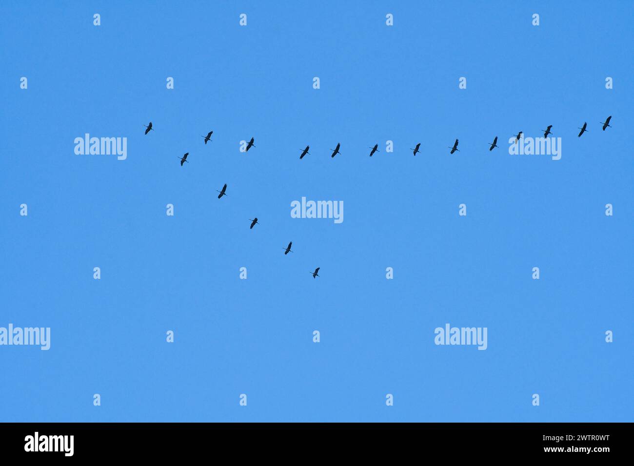 Le gru volano in formazione V nel cielo. Uccelli migratori sul Darss. Foto di uccelli Foto Stock