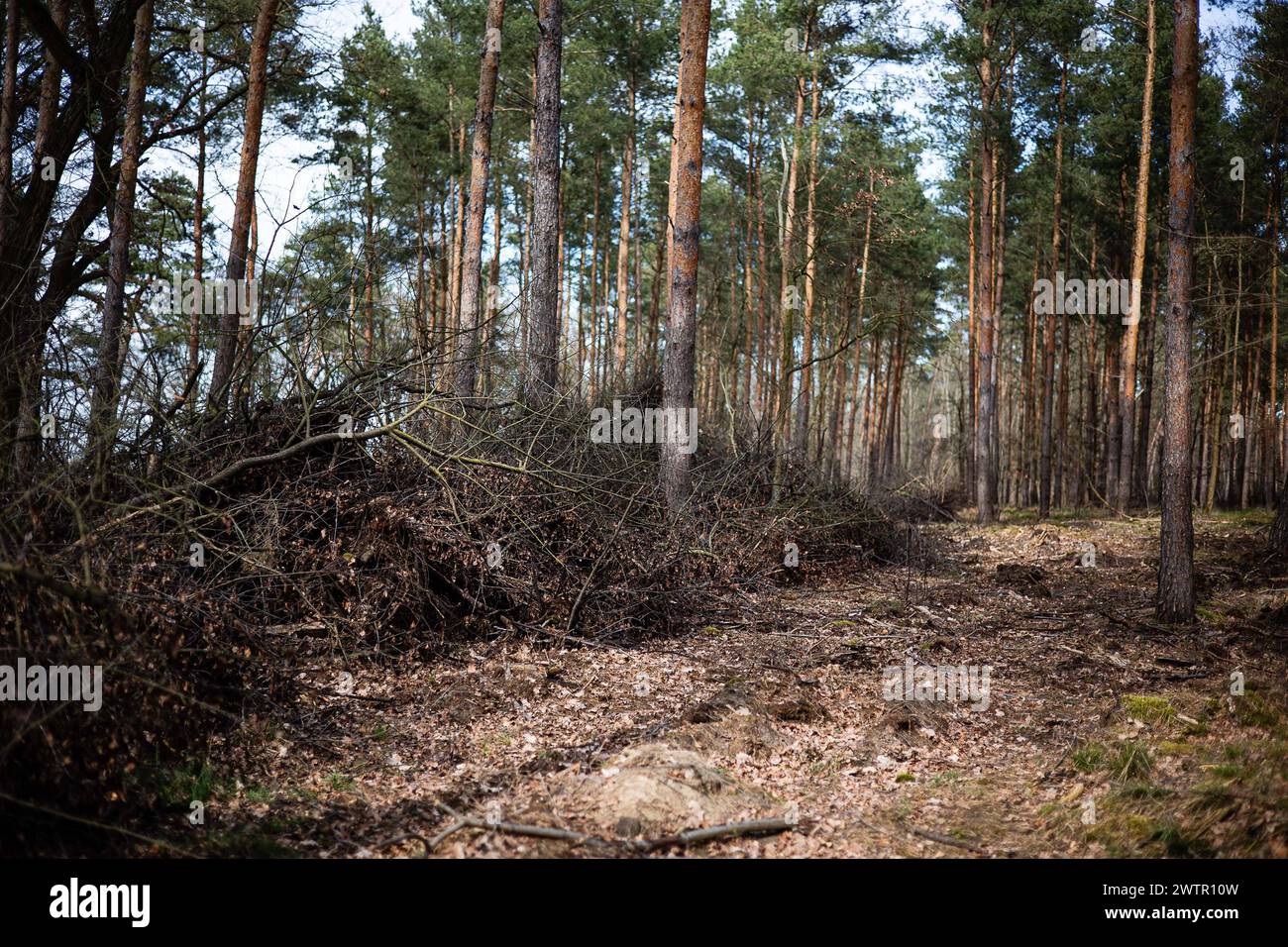 Aufgehäufte Äste und Zweige in einem Wald AM 18. März 2024 bei Stahnsdorf nel Brandeburgo. Waldspaziergang *** ha accumulato rami e ramoscelli in una foresta il 18 marzo 2024 nei pressi di Stahnsdorf nella passeggiata della foresta di Brandeburgo Foto Stock