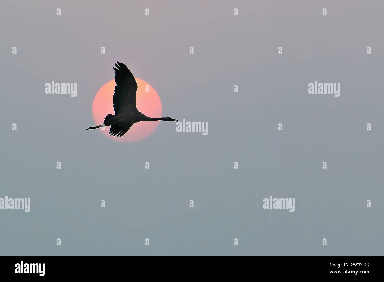 Le gru volano nel cielo di fronte alla luna. Uccelli migratori sul Darss. Foto di fauna selvatica dalla natura in Germania Foto Stock