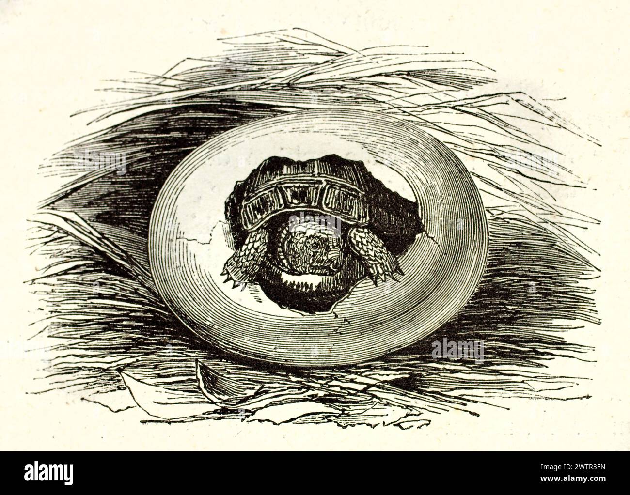 Piccola tartaruga che si schiude dal suo uovo in un'antica incisione del Magazin Pittoresque 1852, linee dettagliate e raffigurazioni naturalistiche. Foto Stock