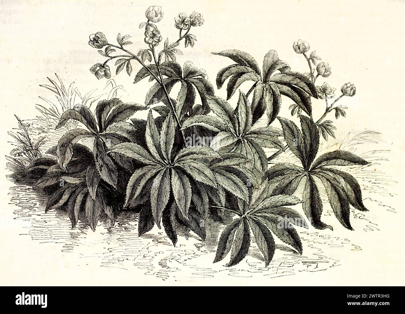 Incisione botanica di Helleborus orientalis, nota come rosa quaresimale, con fogliame dettagliato e gemme raggruppate. Illustrazione di Sargent, pubblicata nel 1852 Foto Stock
