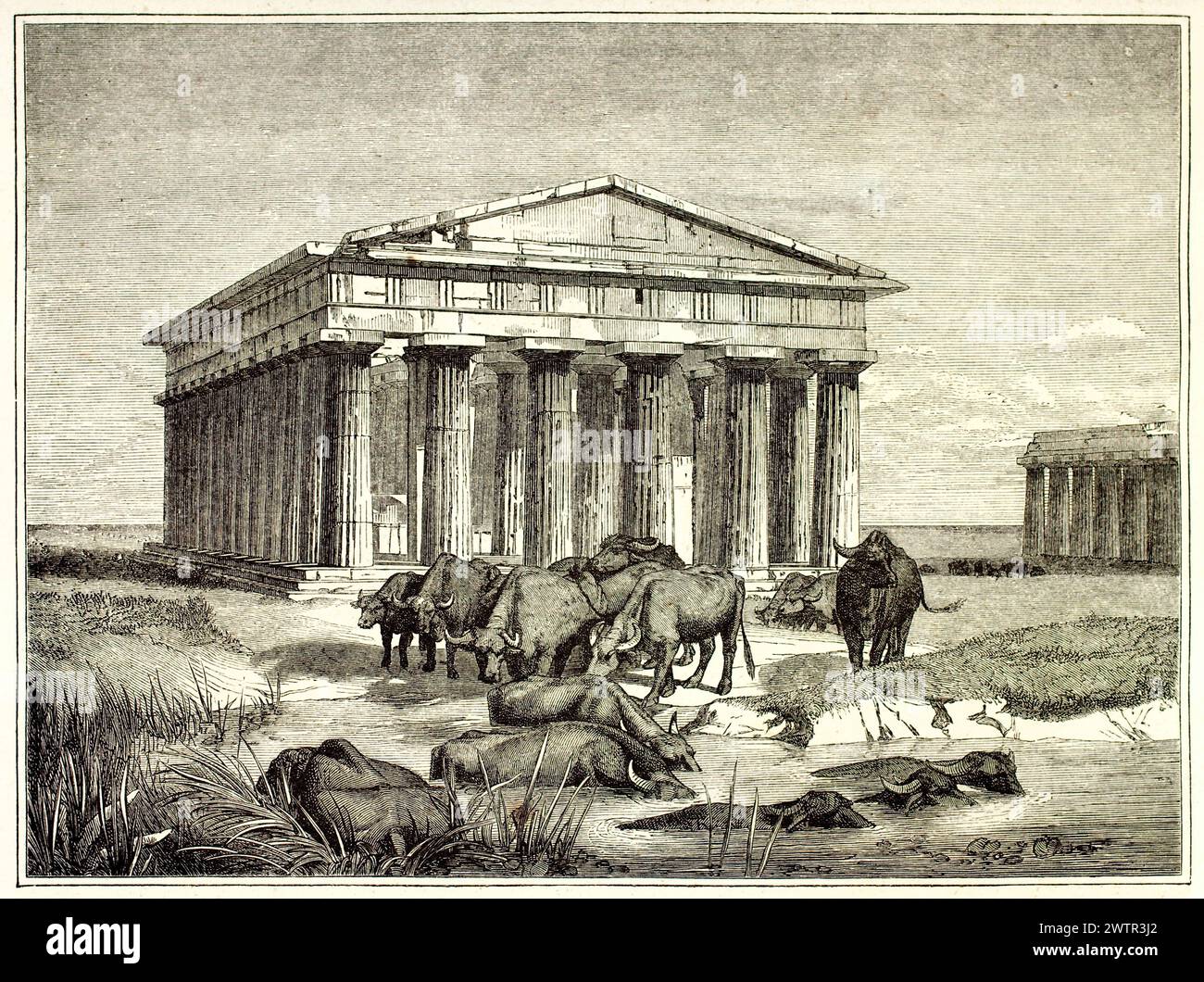 Bufali che riposano vicino al Tempio dorico di Nettuno a Paestum, Italia. Incisione su un dipinto di Jean-Léon Gérôme, pubblicato nel 1852 Foto Stock