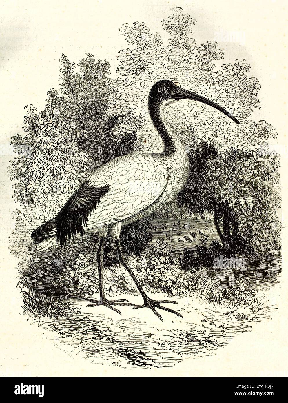 African Sacred Ibis in piedi nel fogliame, tratto da un esemplare al Museo di storia naturale di Parigi. Illustrazione di Freeman, pubblicata nel 1852 Foto Stock