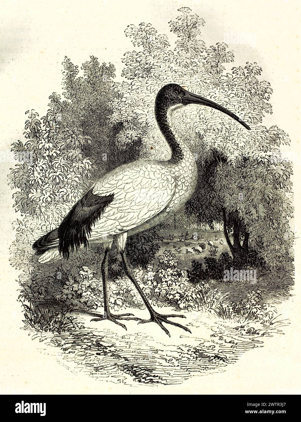 Vecchia illustrazione del Sacro Ibis Africano nel Museo Nazionale di storia naturale, Parigi. Creato da Freeman, pubblicato su Magasin Pittoresque, Parigi, 185 Foto Stock