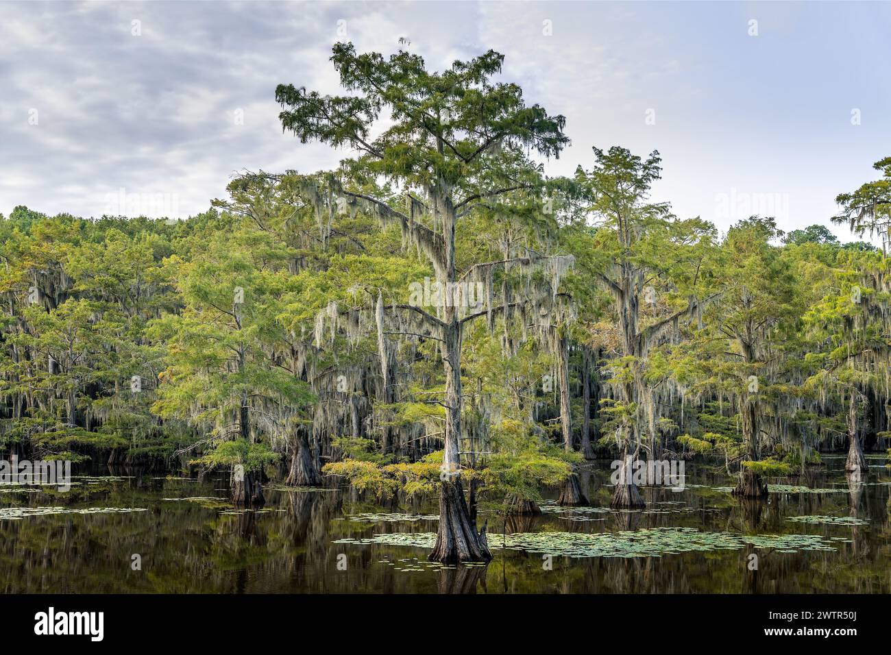 La bellezza del lago Caddo con gli alberi e i loro riflessi all'alba Foto Stock