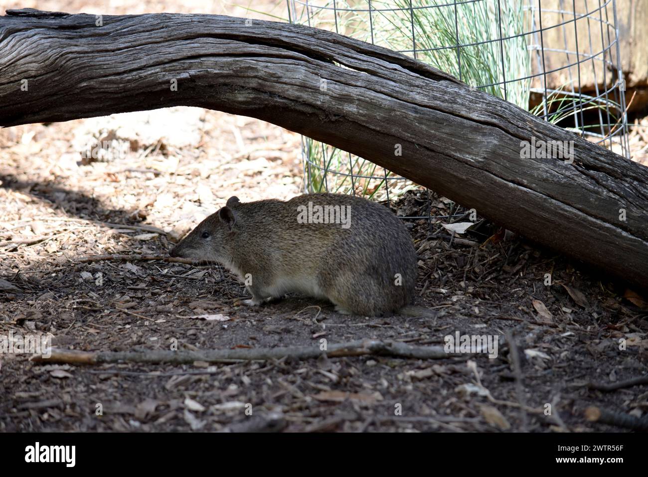 I Bandicoot bruni meridionali hanno circa le dimensioni di un coniglio, e hanno un muso appuntito, la schiena goffrata, la coda sottile e i grandi piedi posteriori Foto Stock