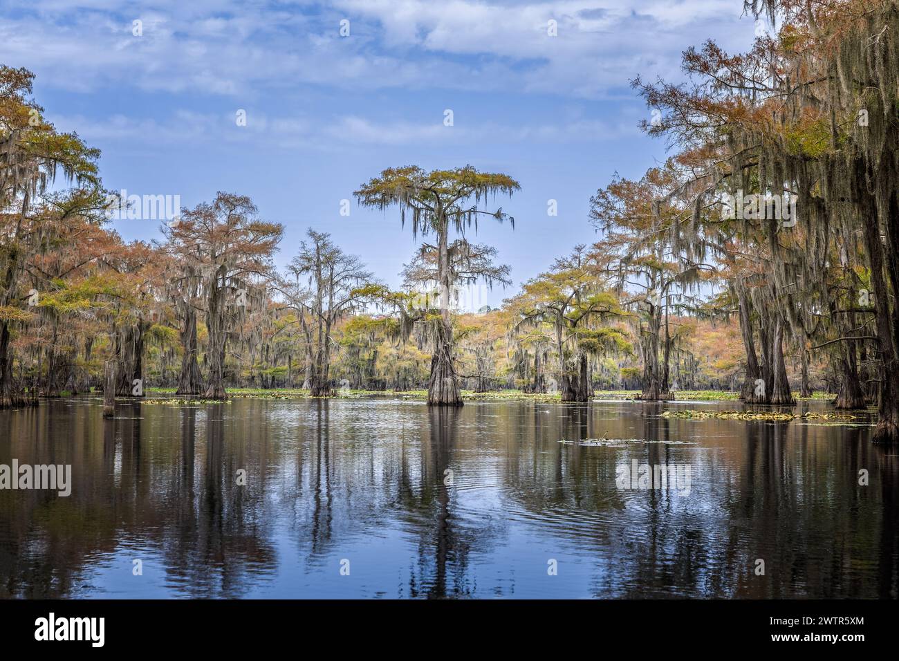 La bellezza del lago Caddo con gli alberi e i loro riflessi all'alba Foto Stock