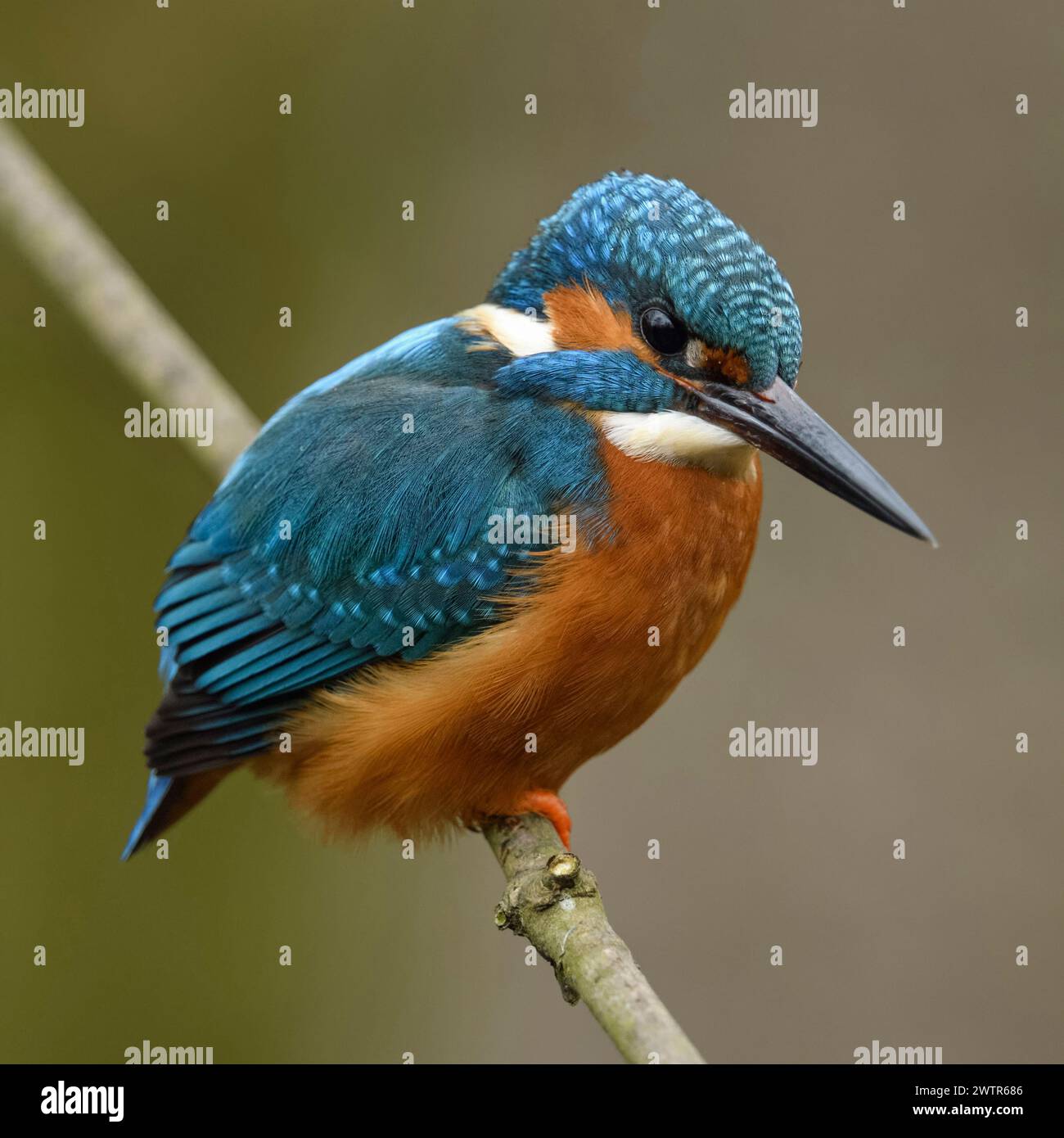 Kingfisher eurasiatico ( Alcedo atthis ), uccello maschile, colorato, arroccato su un ramo per la caccia, vista laterale, fauna selvatica, Europa. Foto Stock
