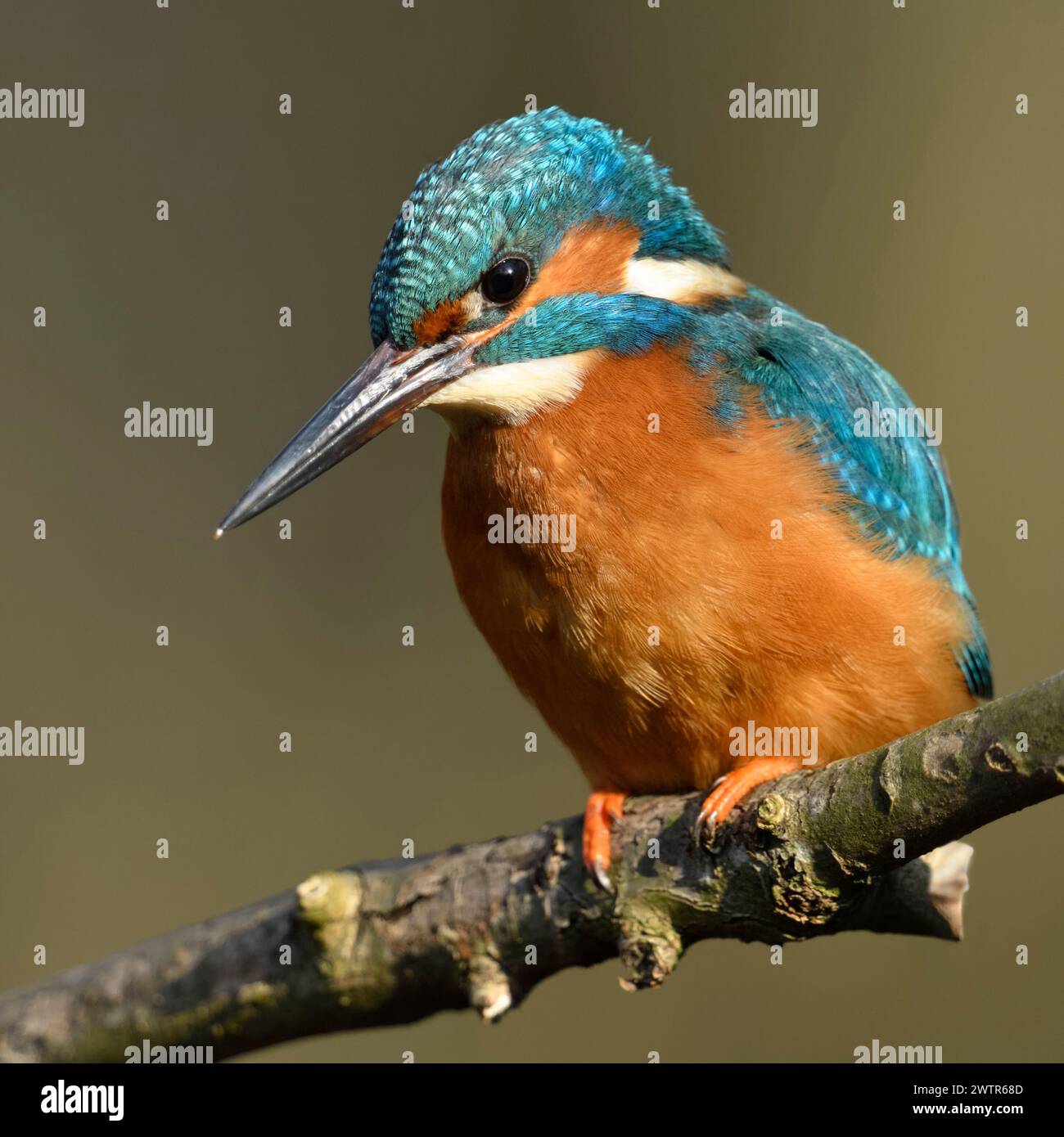 KingFisher ( Alcedo atthis ), uccello maschio, appollaiato su un ramo per la caccia, vista frontale staccata, bella luce, fauna selvatica, Europa. Foto Stock