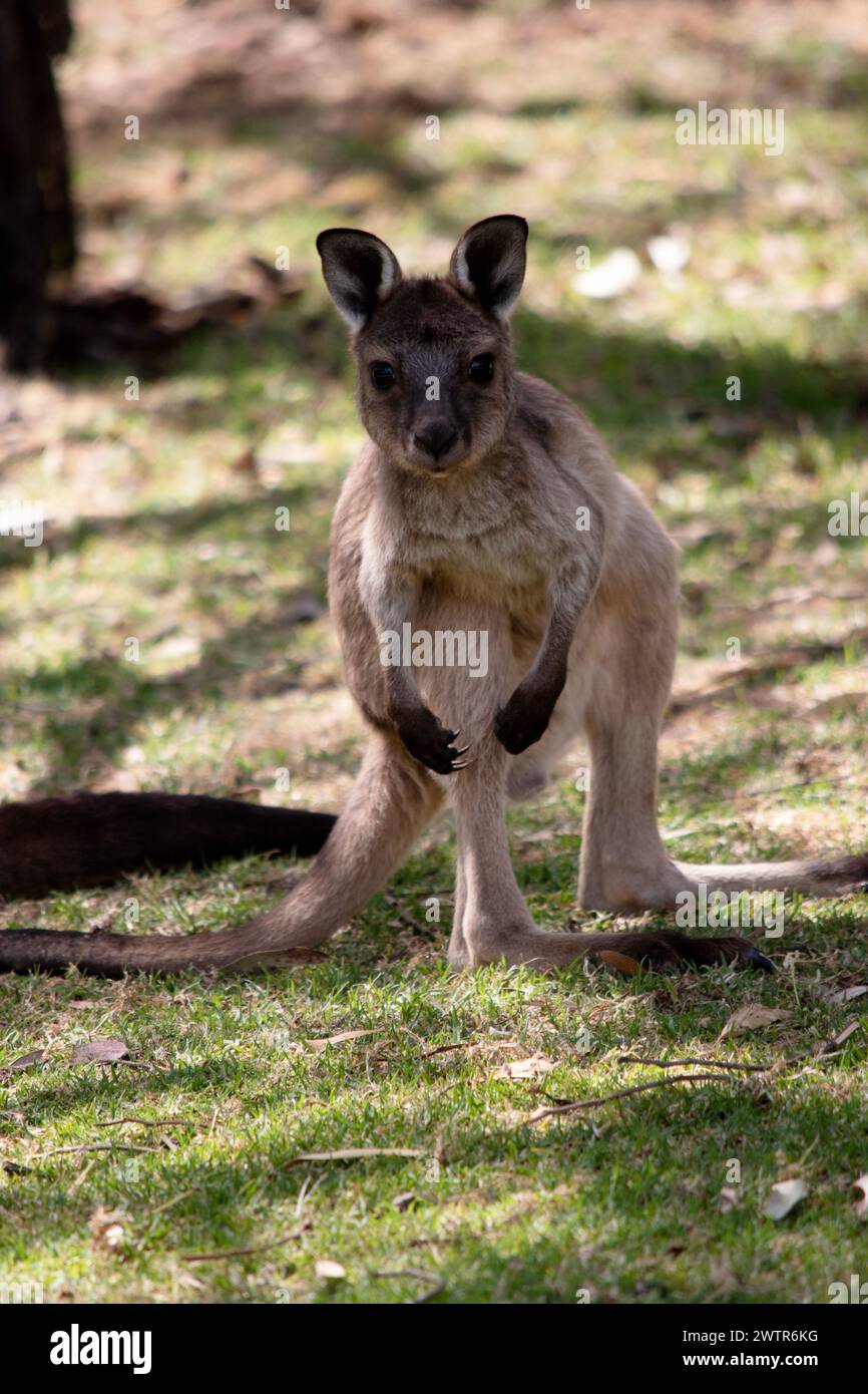 Il canguro-Isola Kangaroo joey ha un corpo marrone chiaro con una pancia bianca sotto. Hanno anche piedi e zampe neri Foto Stock
