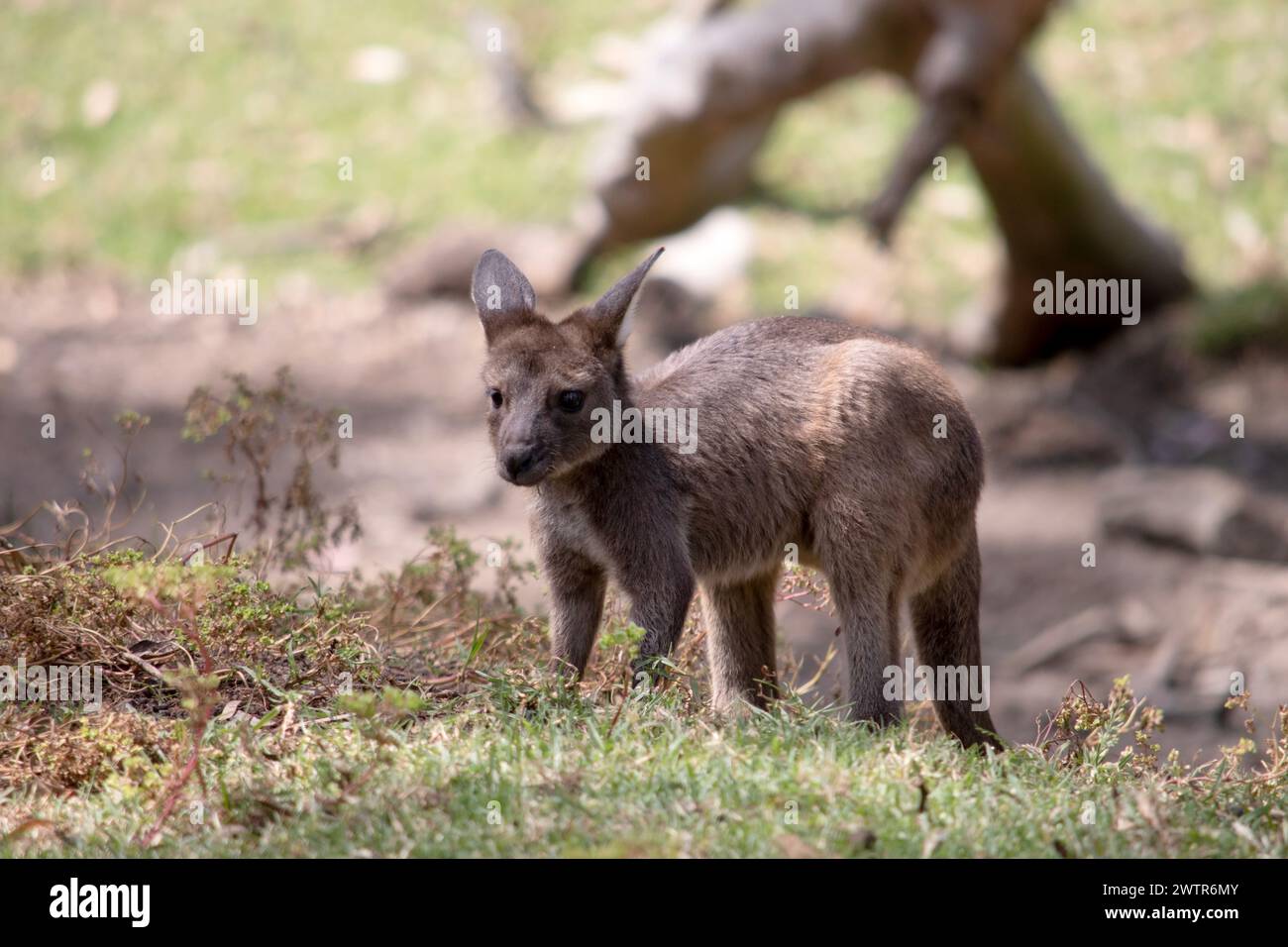 Il canguro-Isola Kangaroo joey ha un corpo marrone con una pancia bianca sotto la pancia. Hanno anche piedi e zampe neri Foto Stock
