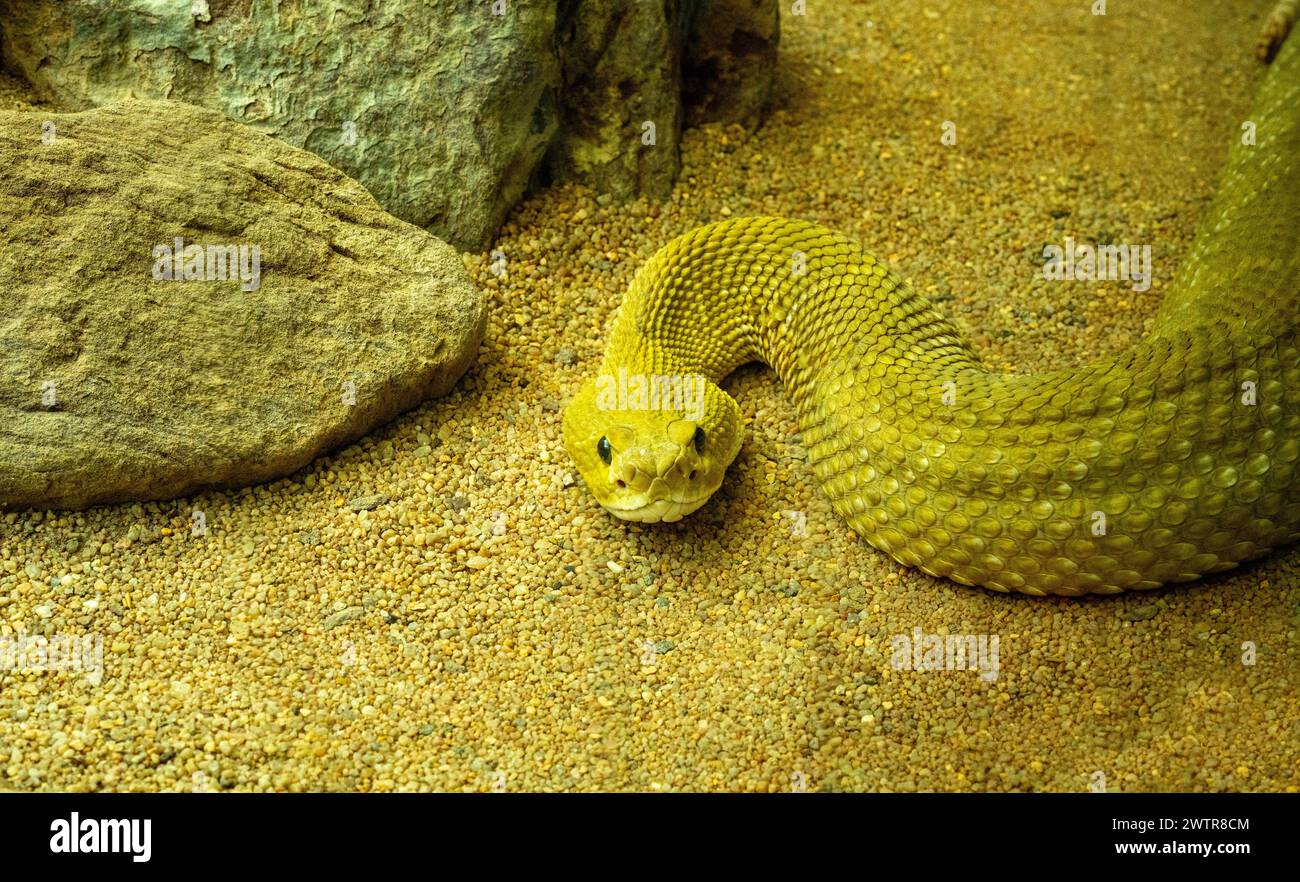 Rattlesnake messicano della costa occidentale o Rattler messicano verde (Crotalus basiliscus), serpente velenoso, nativo della costa occidentale del Messico. Foto Stock