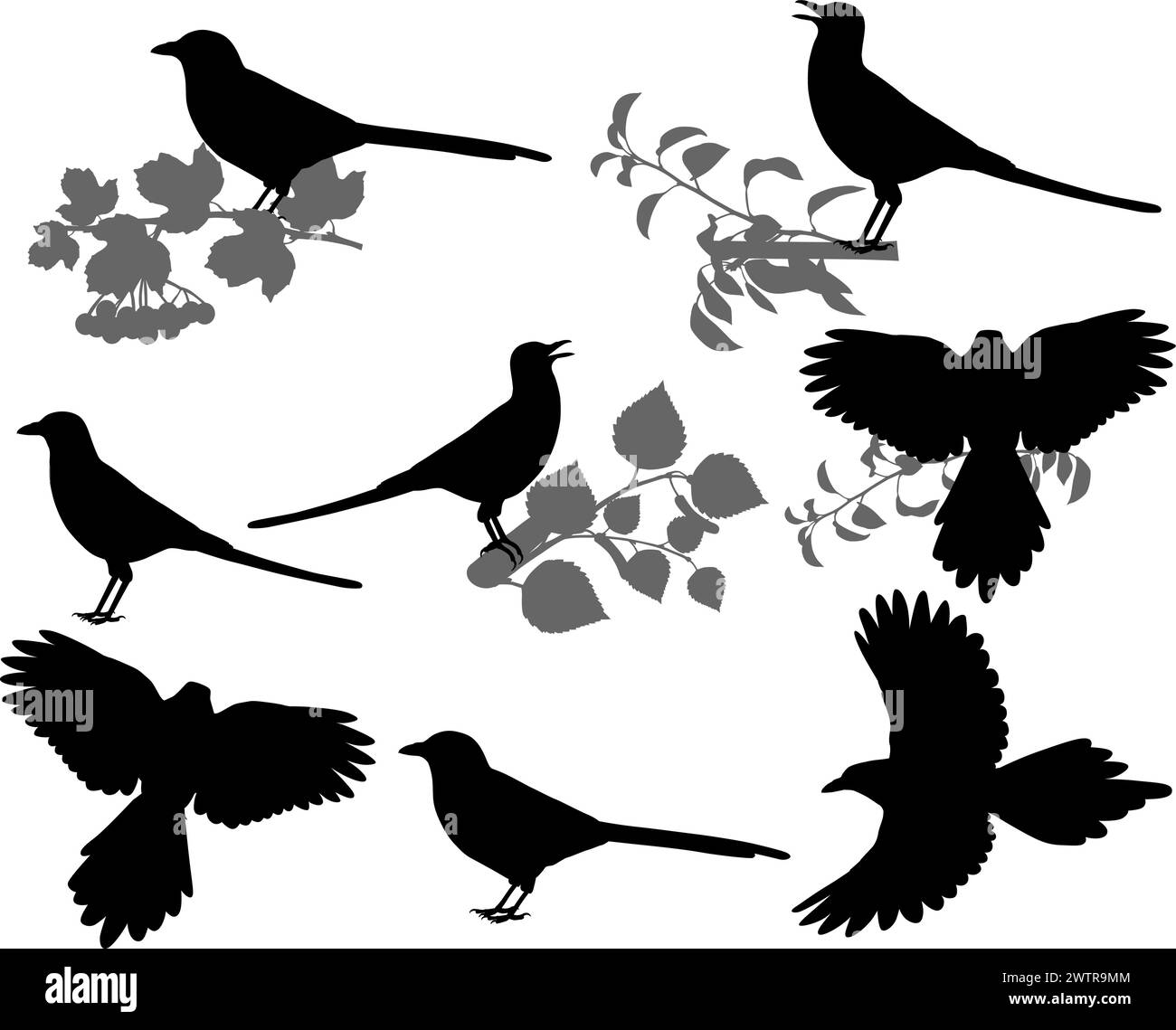 Collezione di silhouette di magpies a becco giallo e nero Illustrazione Vettoriale