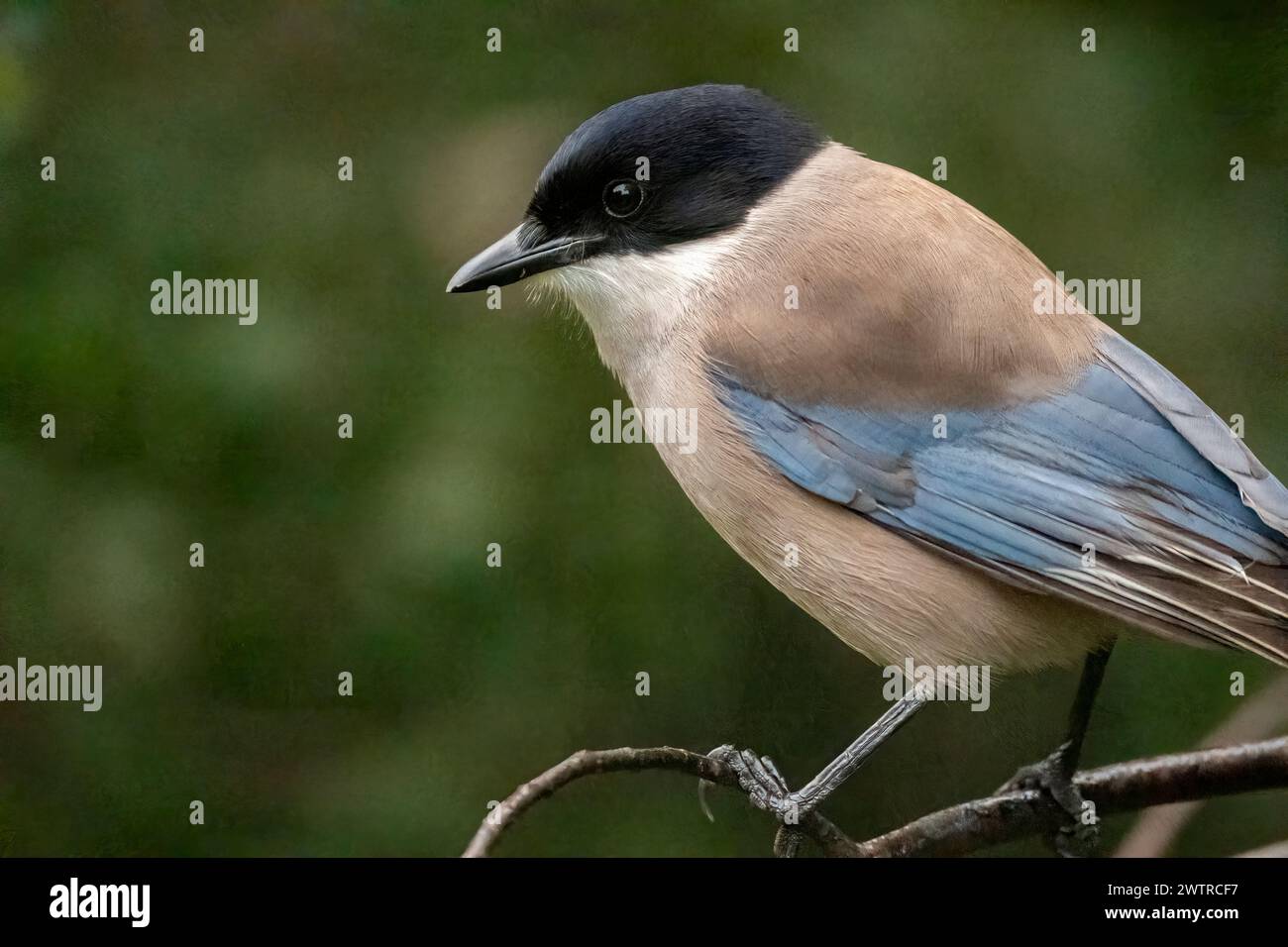 Magpie iberiche (Cyanopica cooki). Vista ravvicinata dell'uccello adulto. Sierra Morena, provincia di Córdoba, Andalusia, Spagna. Foto Stock