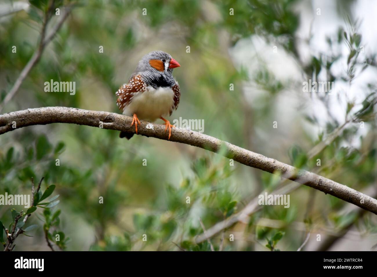 la pinna zebra maschio ha un corpo grigio con un ventre bianco con una coda bianca e nera. Ha guance arancioni e strisce nere sul suo viso Foto Stock