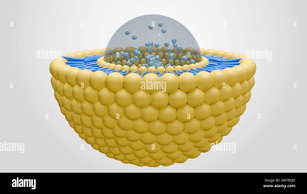 rendering 3d della nanomedicina all'interno del bilayer lipidico liposomico Foto Stock