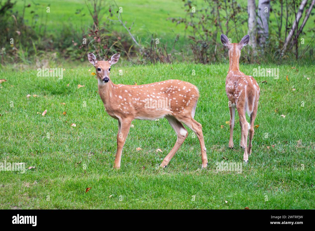 Due cervi a coda bianca, entrambi faunni con macchie bianche, sono in allerta, guardando in direzioni opposte in un campo di erba verde con alberi sullo sfondo Foto Stock