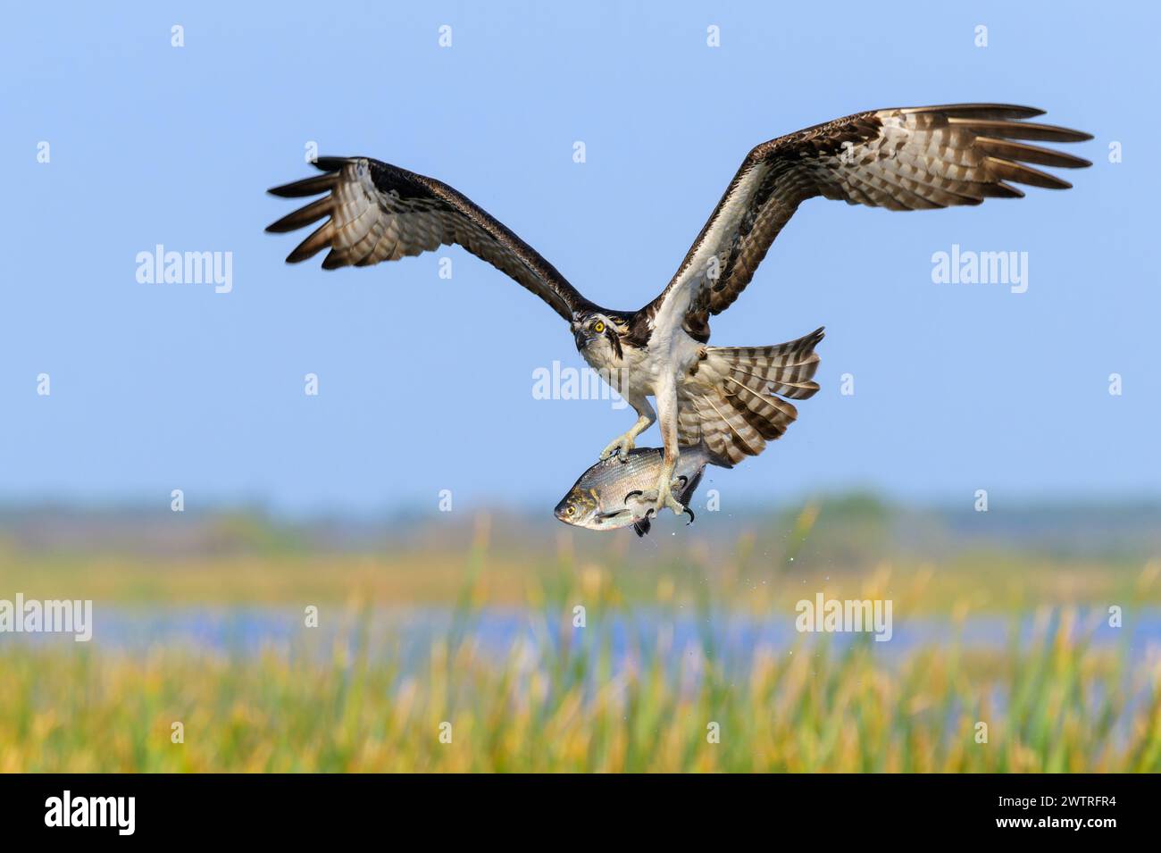 Osprey (Pandion haliaetus) in volo con pesci catturati e cielo blu sulla zona umida, lago Apopka, Florida, Stati Uniti. Foto Stock